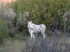 Albino moose